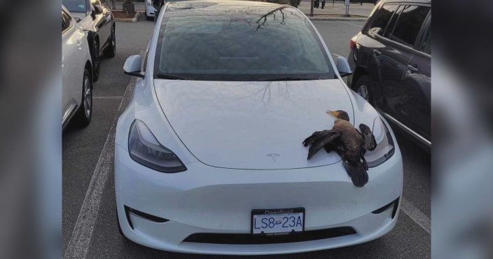 Een vogel valt uit de lucht en vernielt een Tesla-schuifdak in Richmond, BC