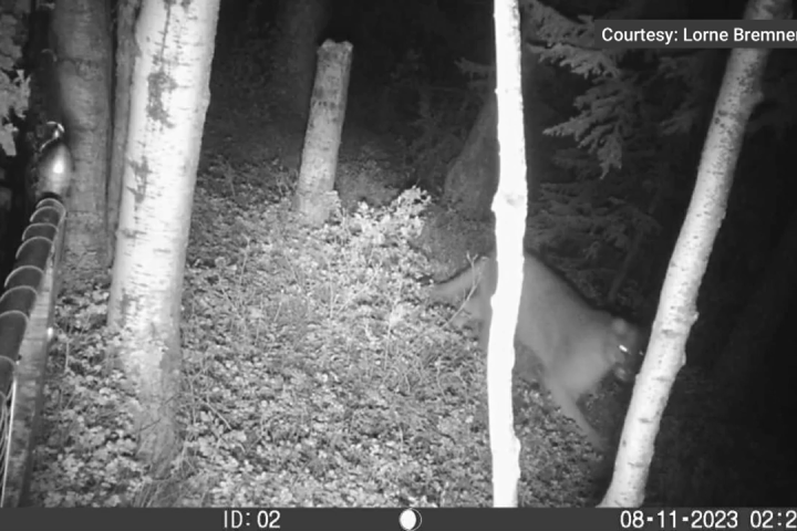 Cougar warnings issued for Cochrane, Kananaskis Country following multiple sightings