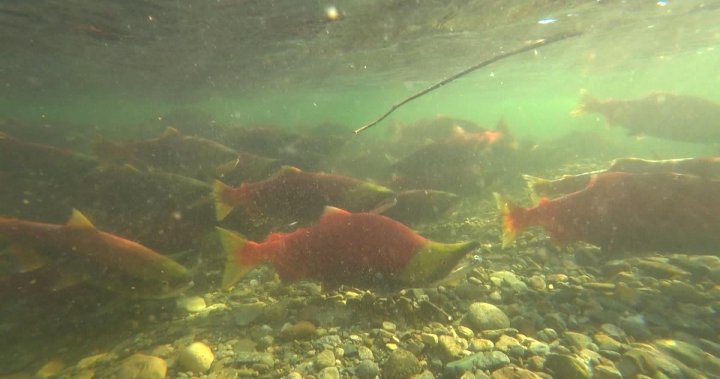 Impact of B.C. drought on province’s fish could be severe, experts say