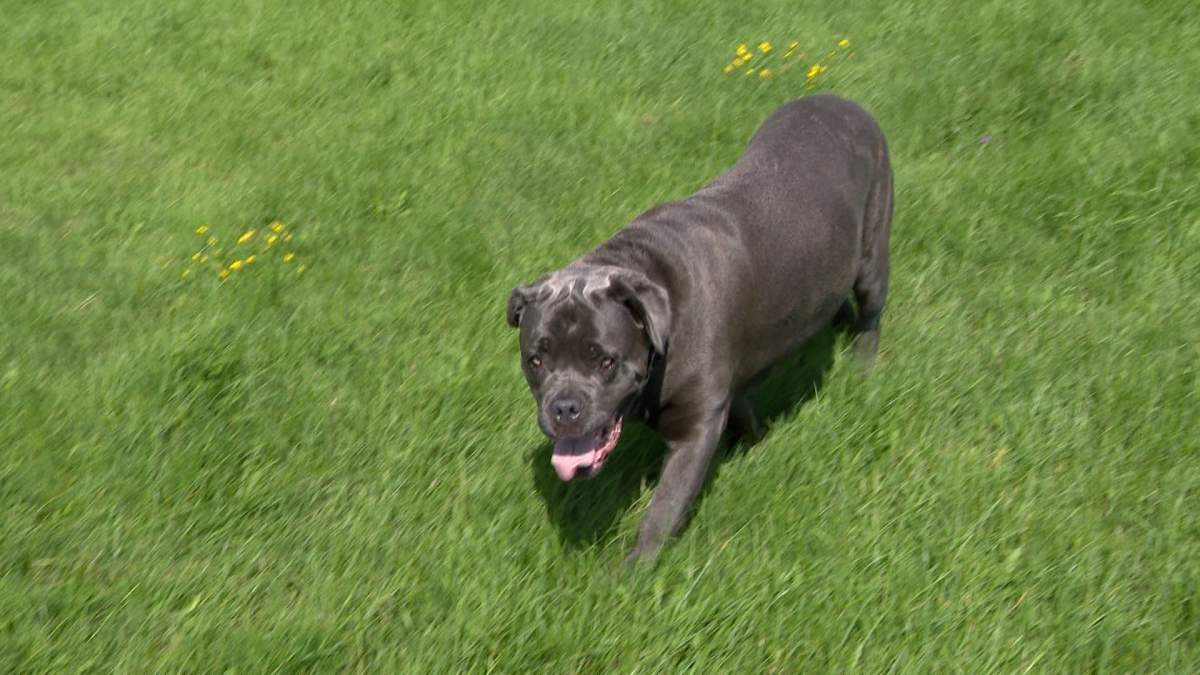 One of the dogs that is currently in the care of the Kingston Humane Society.