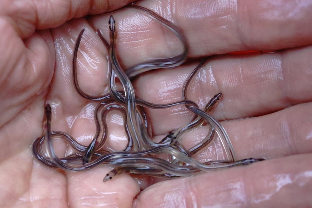 A fisherman holds baby eels, also known as elvers, in this file photo from May 25, 2017.