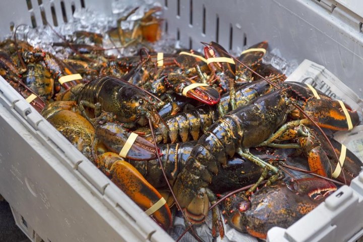 Fishery officers seize 8,000 lobsters in New Brunswick, arrest two Nova Scotians