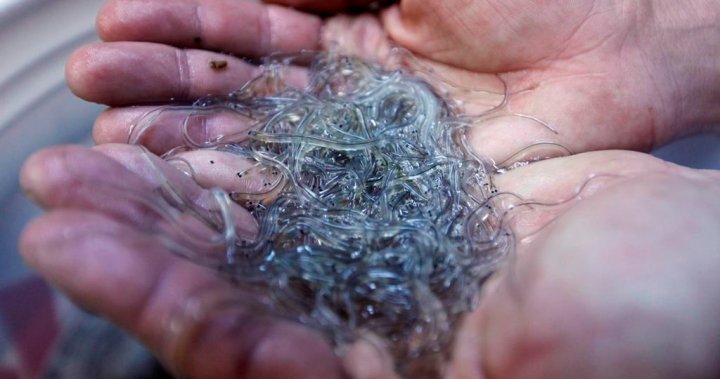Министърът на рибарството клони към спиране на тазгодишния улов на морски змиорки 