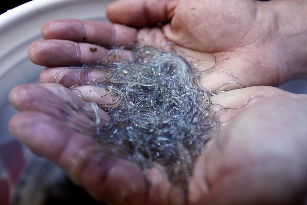 Canada's fisheries minister says she wants to shut down this year's lucrative baby eel fishery with only weeks to go before the season opens in the Maritimes. THE CANADIAN PRESS/AP/Robert F. Bukaty.