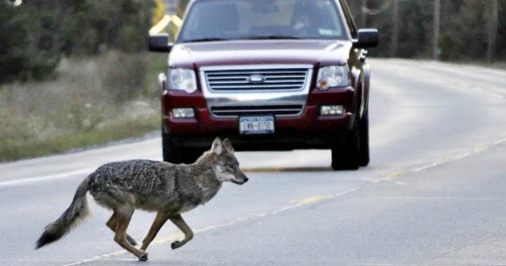 N.S. park officers kill coyote that chased bike, search for another that bit rider