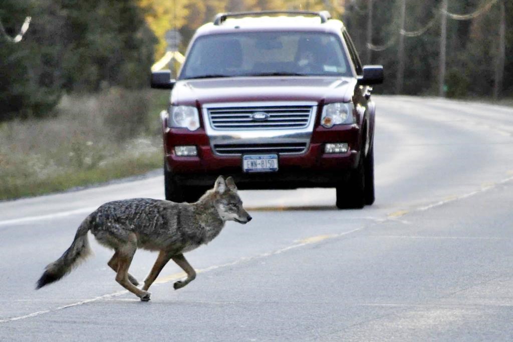 A coyote runs across state Route 3 outside of Tupper Lake, N.Y., in the Adirondacks, Sept. 20, 2010.