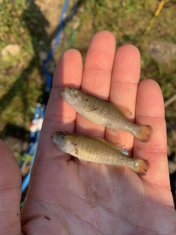 Two young-of-the-year smallmouth bass, as shown in this handout image, removed from the Southwest Miramichi River after a rotenone treatment last fall. Smallmouth of several age classes were observed throughout the area. 