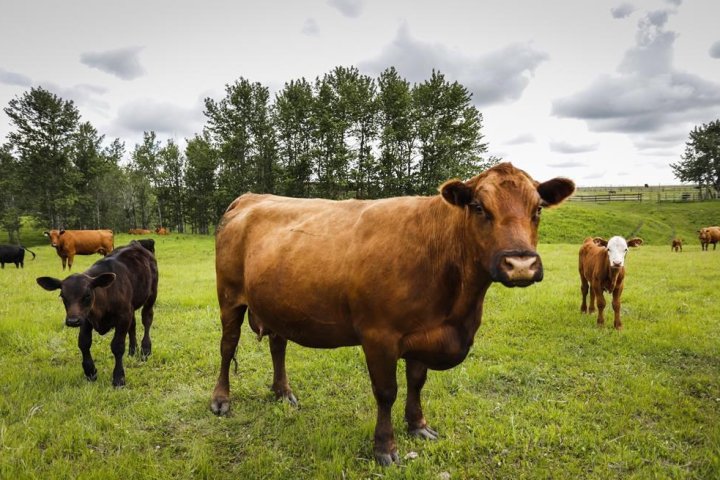 Escaped cows trample Nova Scotia couple’s lawn, court action ensues over landscaping
