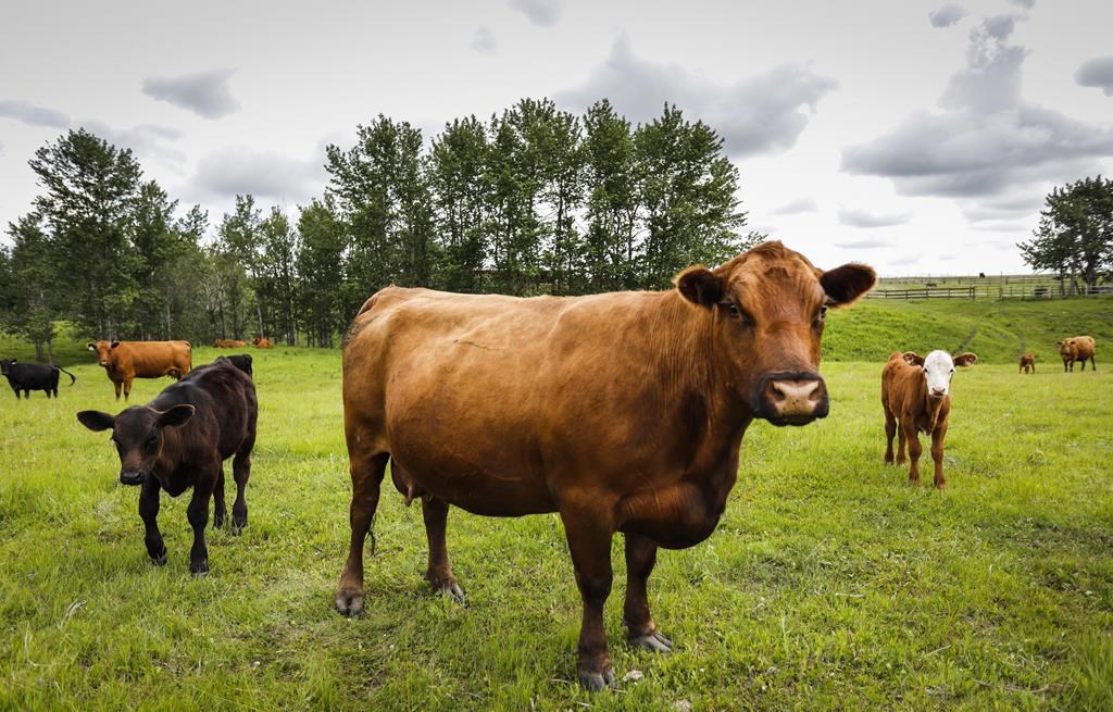 A Nova Scotia small claims court has awarded $1,776 to a Truro-area couple whose lawn was trampled by their neighbours' cows last year and again this year. Cows and their calves graze in a pasture on a farm near Cremona, Alta., on June 26, 2019.THE CANADIAN PRESS/Jeff McIntosh.
