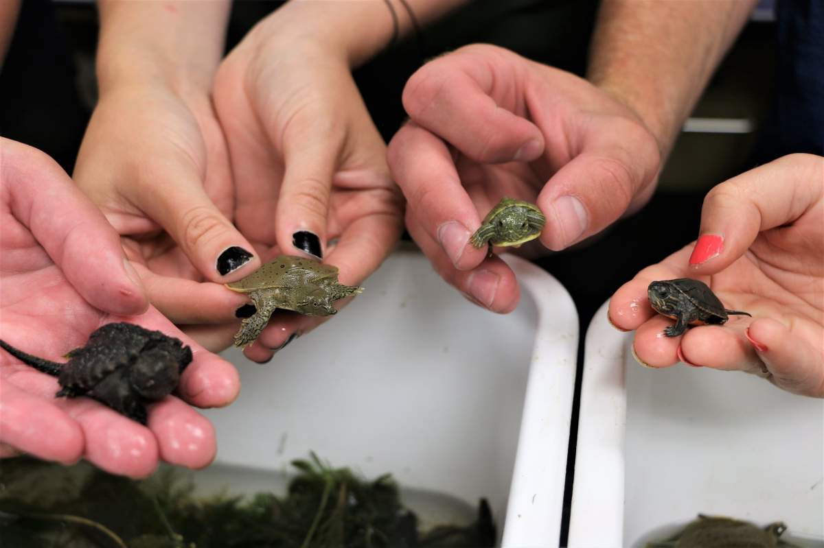 Hands holding tiny turtle hatchlings.