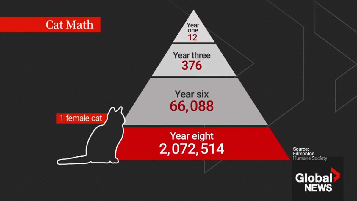 Dozens of feral cats fixed at Edmonton Humane Society’s 1st solo trap-neuter-return clinic - image