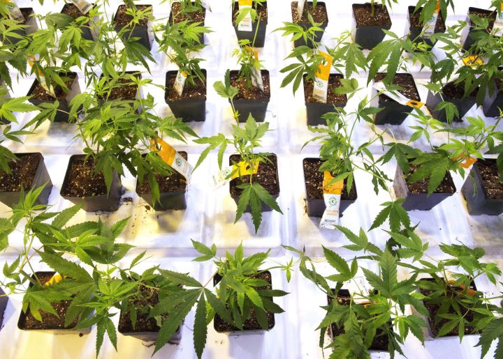 File photo of cannabis seedlings at an Aurora Cannabis facilty.