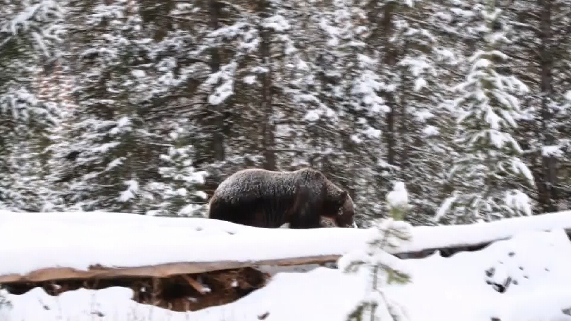 Parks Canada заяви че въвежда зона без спиране по протежение