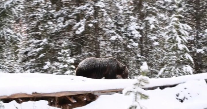 Parks Canada въвежда зона без спиране в Банф, за да защити мечките