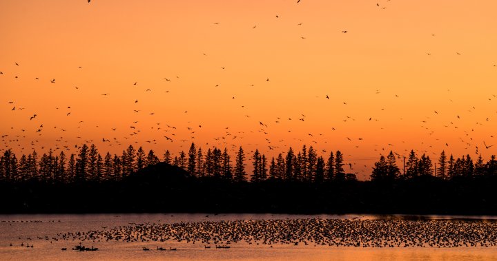 Sounds of migration as Manitoba geese travel to warmer climates