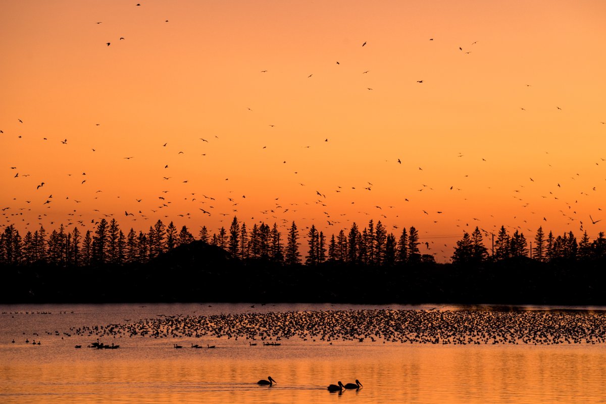Geese are migrating south across Manitoba, as the 2023 summer season draws to a close.