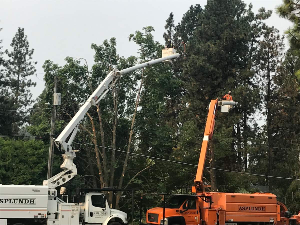‘It’s heart-wrenching,’ Kelowna homeowners say of Fortis BC’s tree trimming practices - image