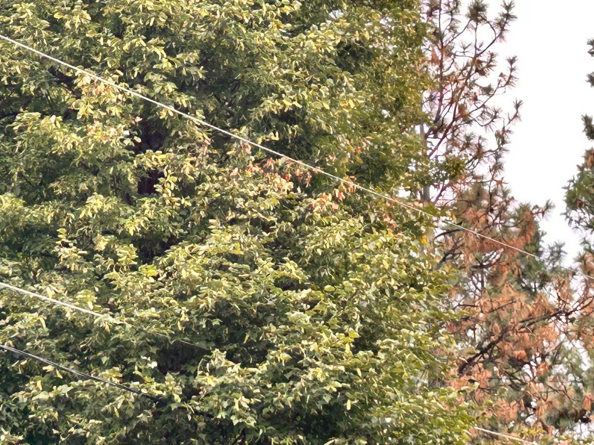 ‘It’s heartwrenching,’ Kelowna homeowners say of Fortis BC’s tree trimming practices