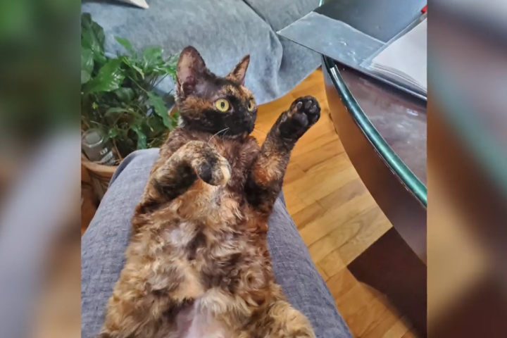 B.C. woman whose cat went missing warns of scammer claiming to have found it - Vimarsana News