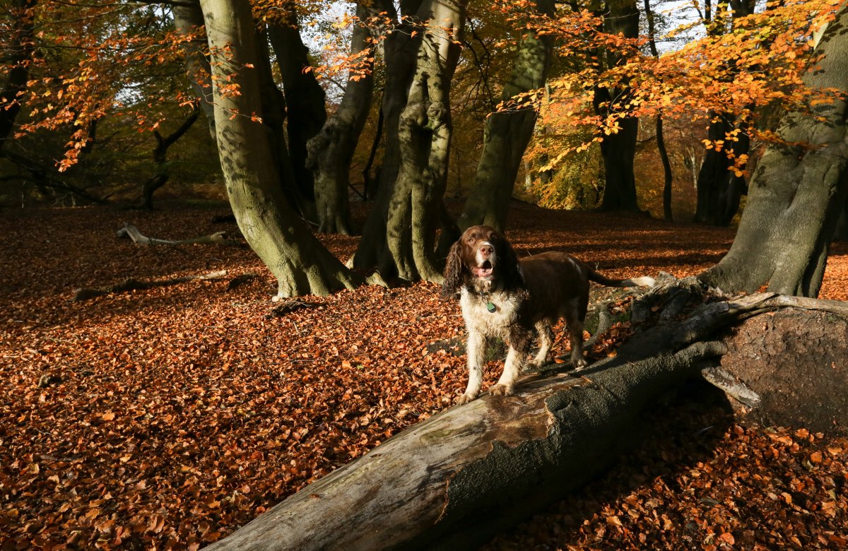 In this file photo, an English Springer dog is seen in a forest during fall.