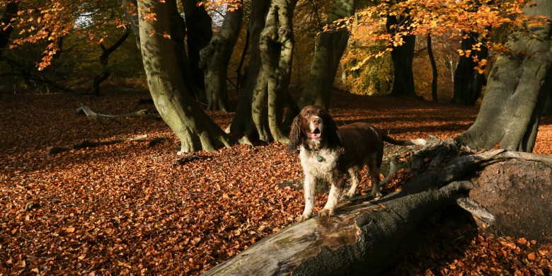 Toddler missing for hours found sleeping in woods using her dog as pillow