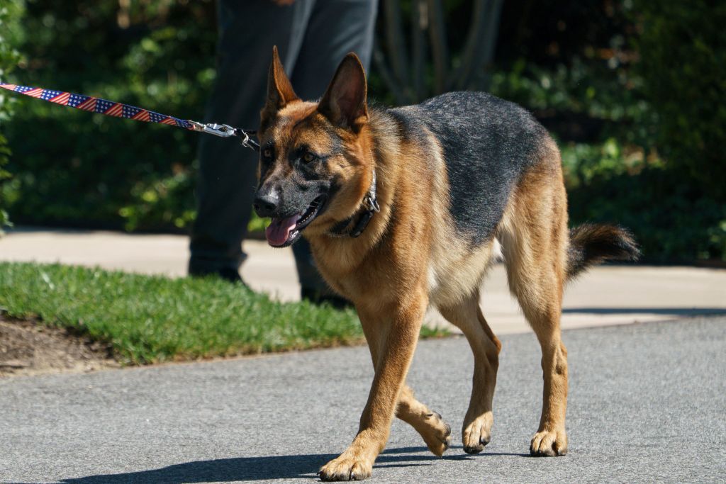 U.S. President Joe Biden's dog 'Commander' walks on the south grounds of the White House in Washington, DC on August 9, 2022.