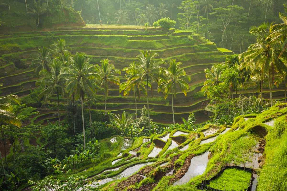 Photo of terraced rice fields in Ubud, Bali.