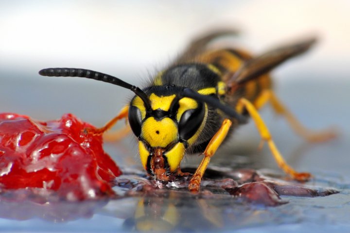 Why are wasps so annoying right now? Understanding the late summer surge