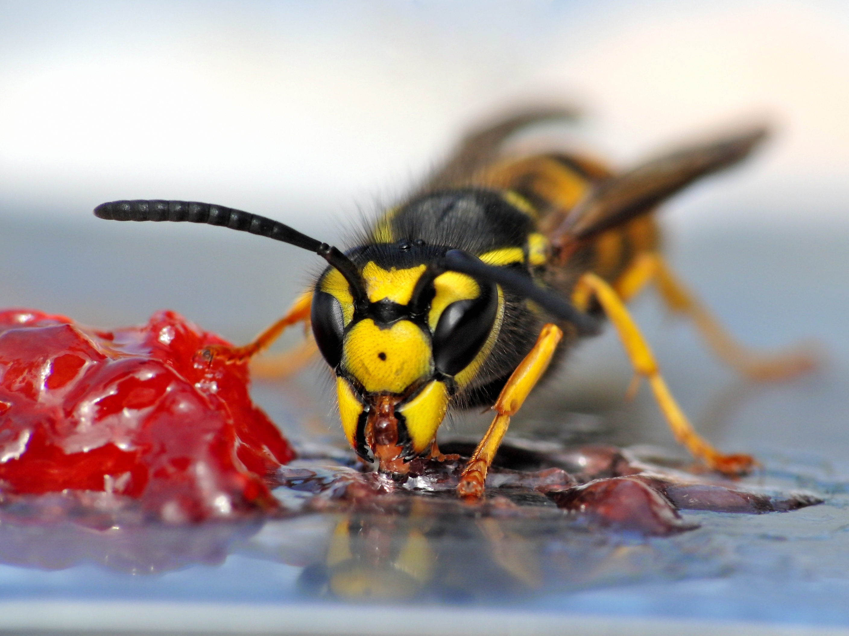 Calgary abuzz with wasp activity