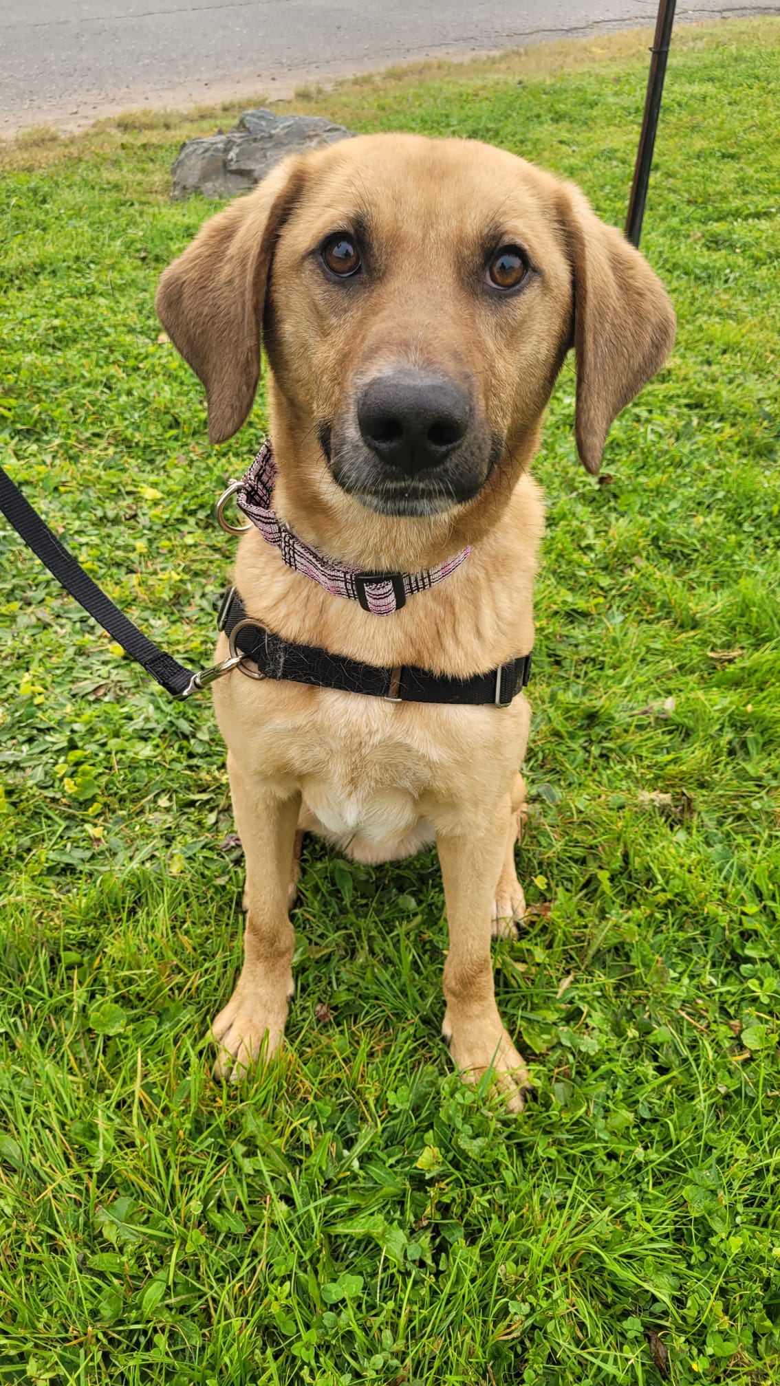 A rescued puppy named Gingko stands on the grass outside a SPCA office.