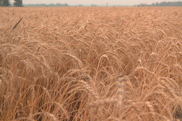 Dry conditions result in early harvest in central Alberta