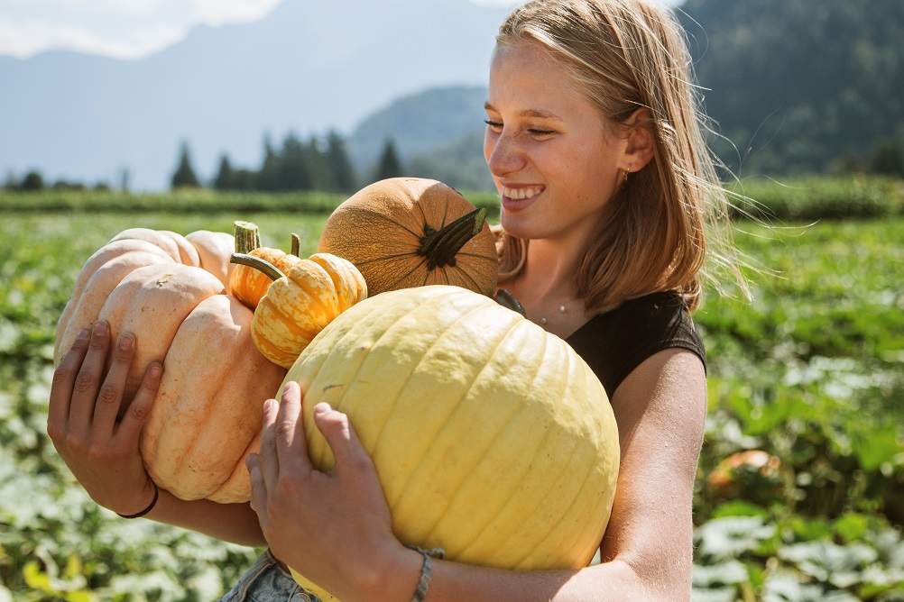 Harrison Pumpkin Festival - image