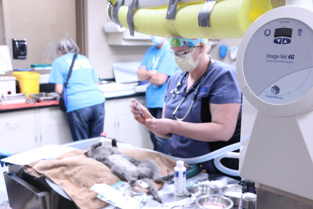 Veterinary staff the Edmonton Humane Society's trap, spay/neuter and release operation in September 2023.