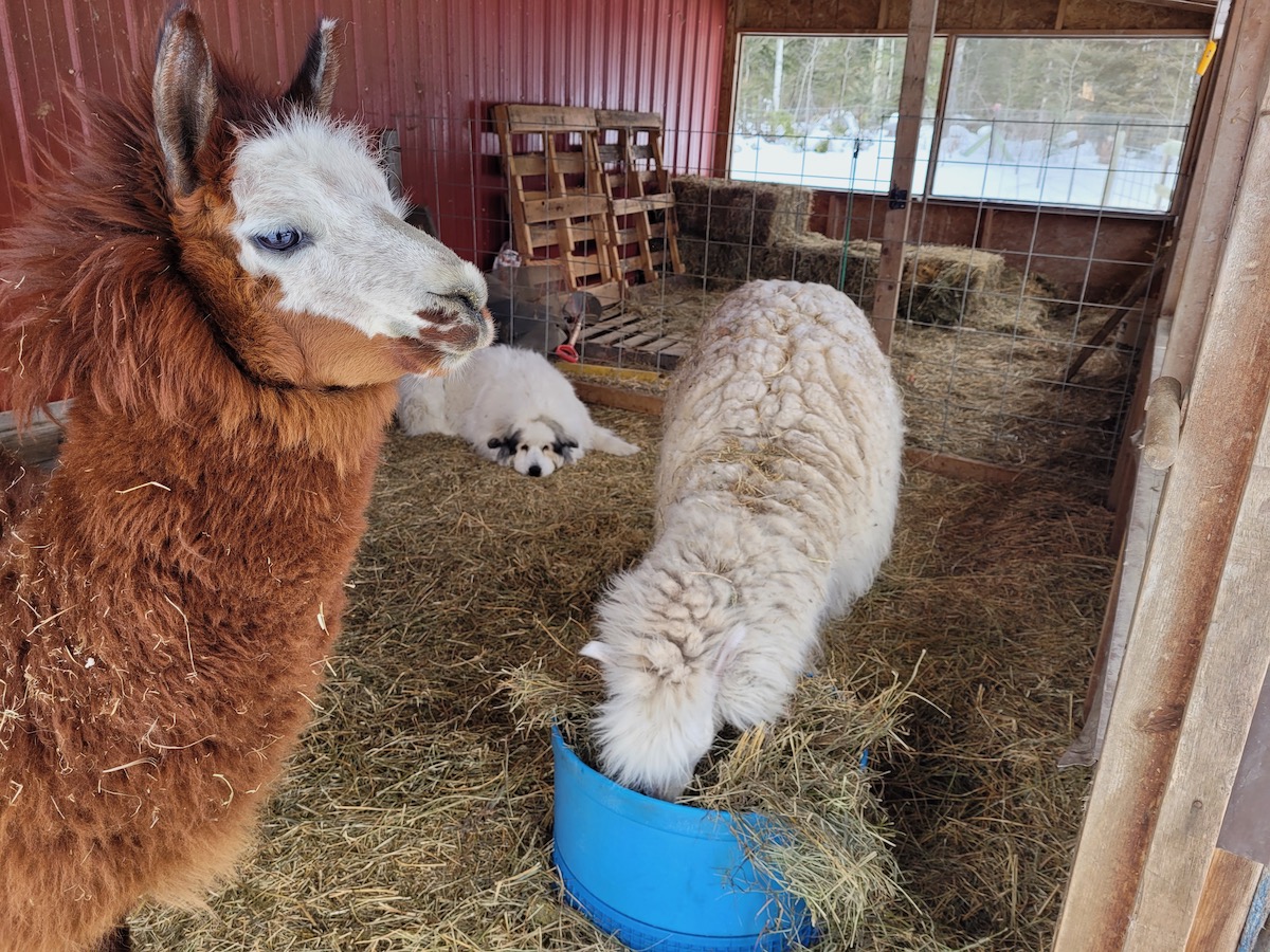 A dog and Alpaca's sit in a shed