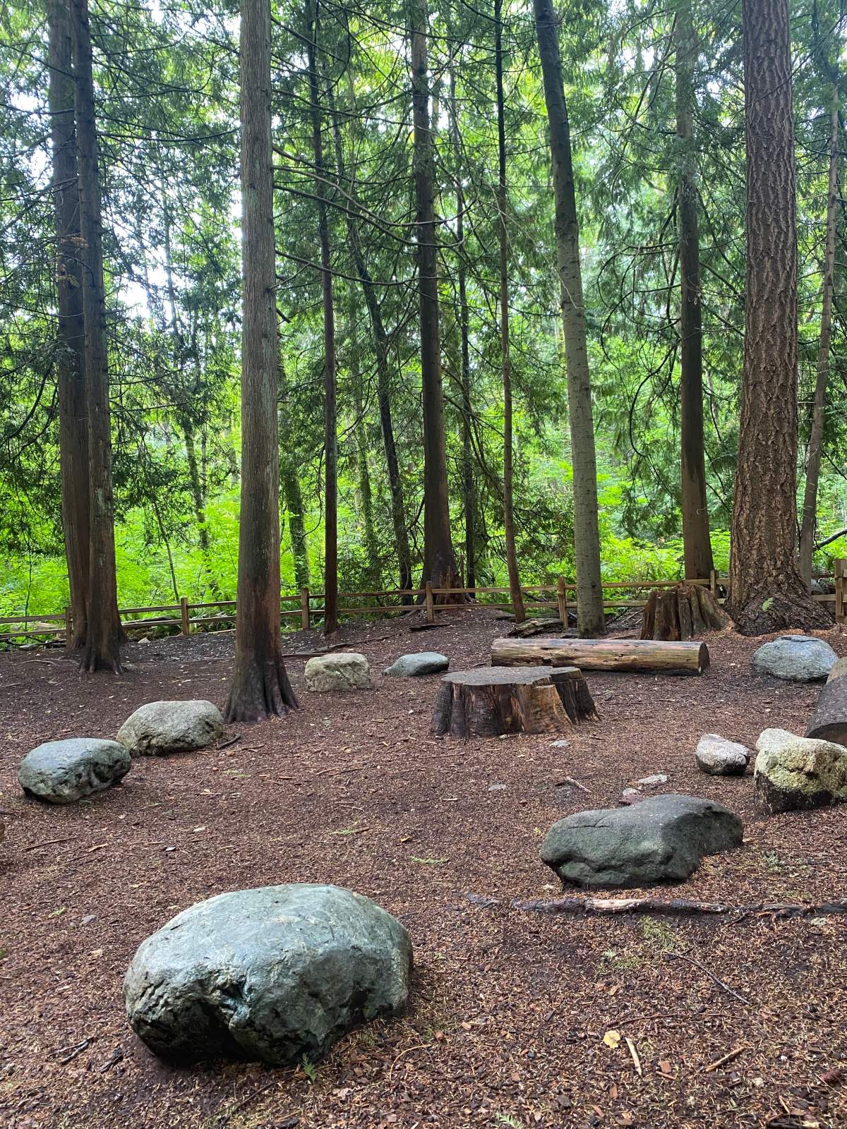 Forest Bathing in Pacific Spirit Regional Park - image