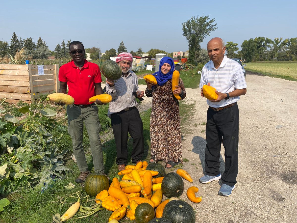 On the University of Manitoba campus, 279 families grow their food in plots in the Rainbow Community Garden.  The garden has been there for 15 years and in a time of major food inflation it's only becoming more popular. .