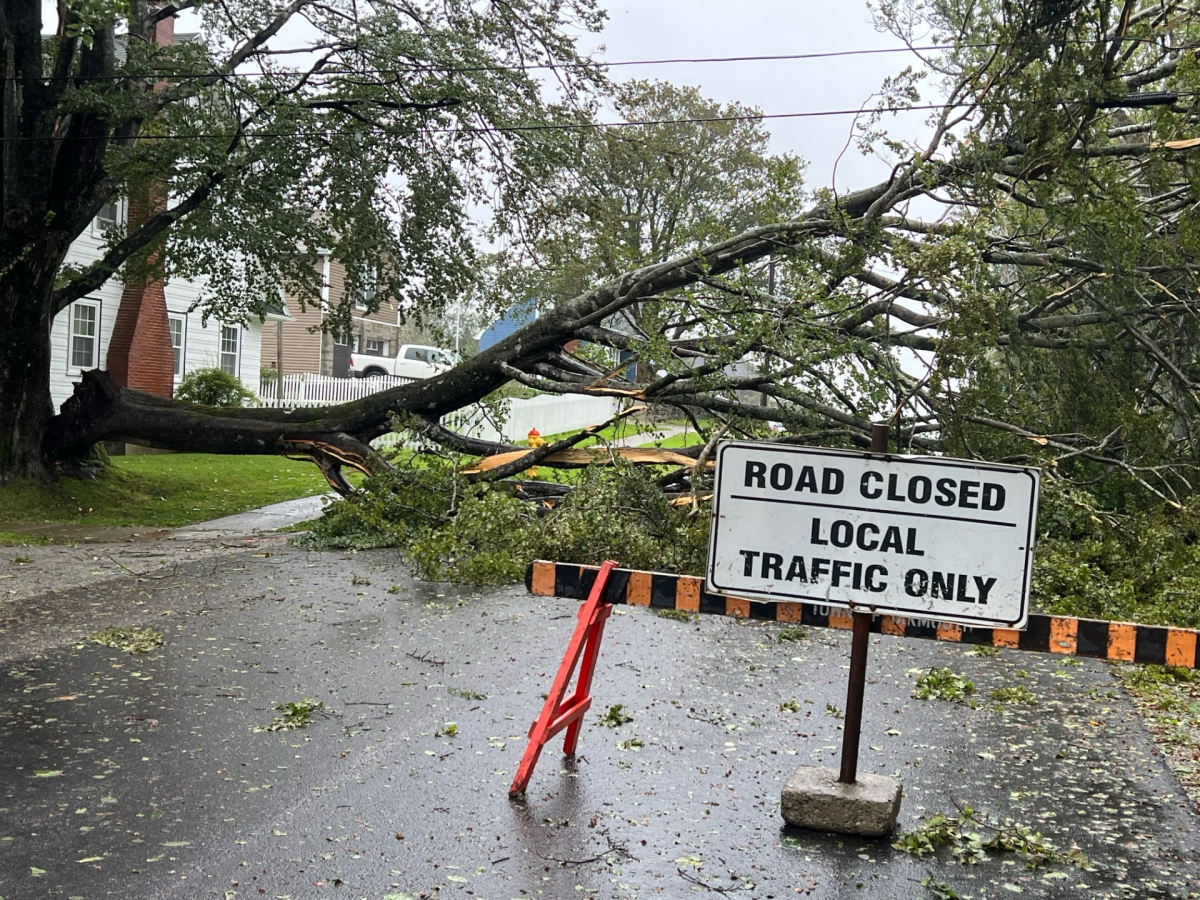 A downed tree in Yarmouth, N.S. as post-tropical storm Lee enters the region on Sept. 16, 2023.