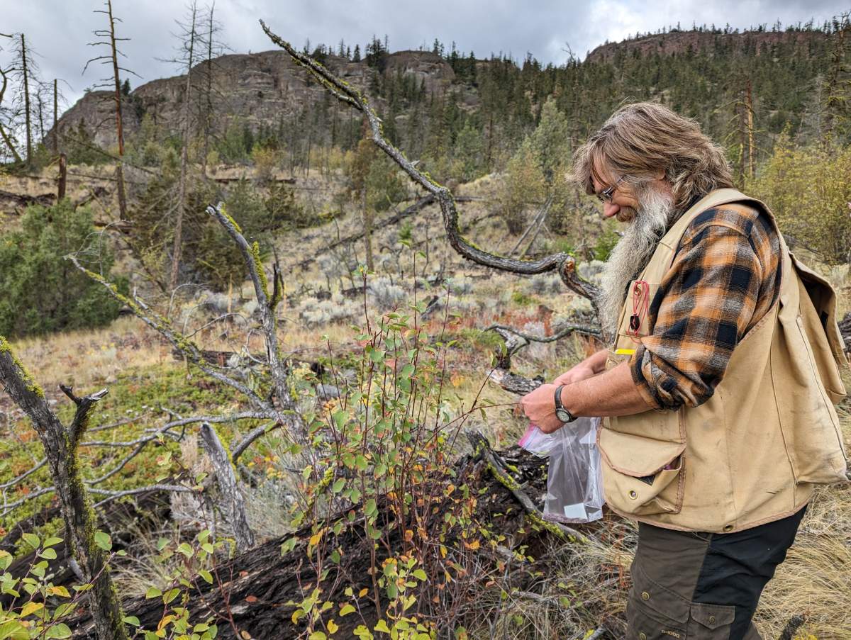 A man collects deer pellets in a ziploc bag