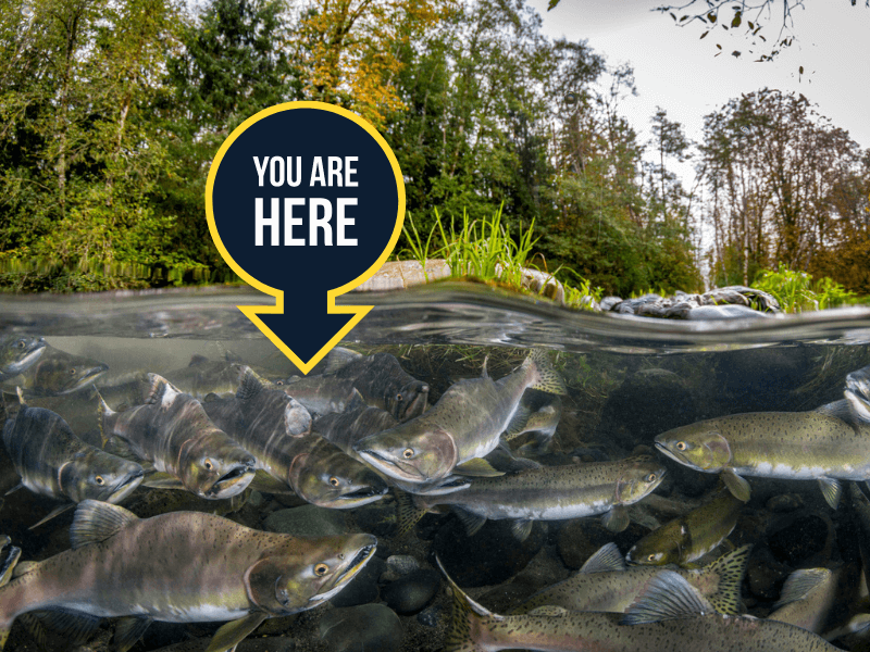 Global BC supports Salmon Spotting 2023 - image