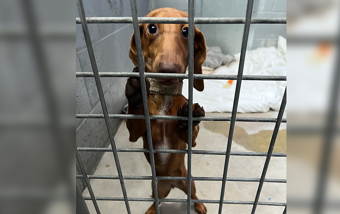 Terrible living conditions BC SPCA seizes 30 dachshunds in