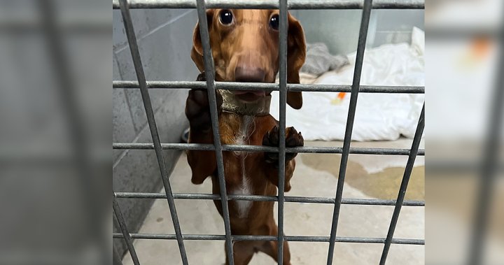 ‘Terrible living conditions’: BC SPCA seizes 30 dachshunds in Okanagan