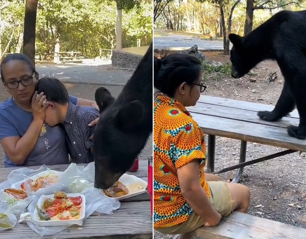 Family freezes as uninvited black bear feasts on birthday meal in