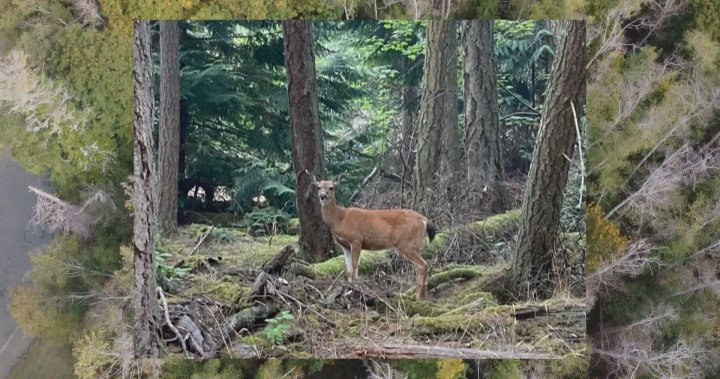 小型不列颠哥伦比亚湾岛屿正在进行有争议的鹿群削减行动