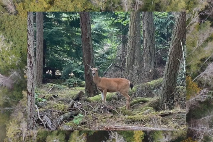 Controversial deer cull underway on small B.C. gulf island