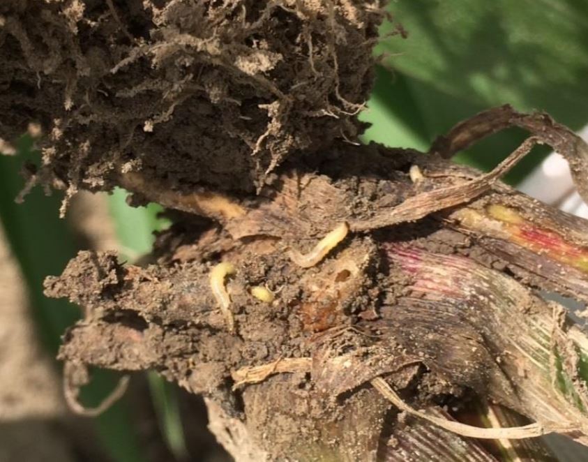 Western corn rootworm larvae in corn roots, with the roots being completely destroyed.