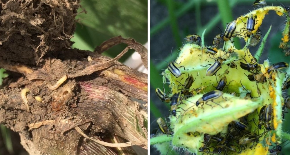 Western corn rootworm larvae in corn roots (July): brace roots completely destroyed.