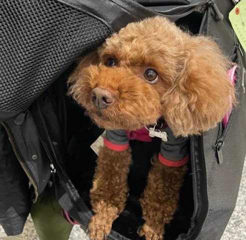 Police search for poodle reported stolen from Toronto vehicle