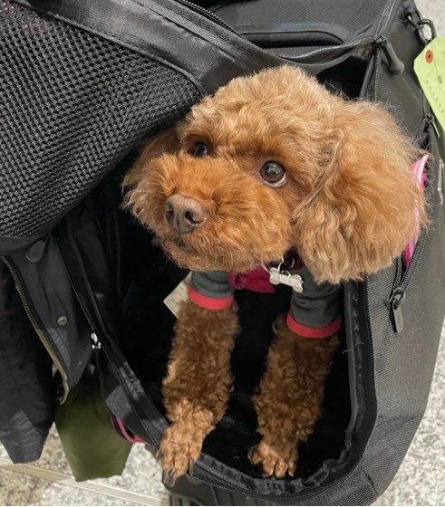 Police are searching for seven-year-old Pinot the toy poodle, who was reported stolen from a vehicle in Toronto.