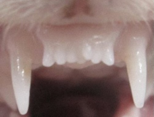 The front teeth of a ferret treated with tooth regrowth medicine. The medicine induced the growth of an additional seventh tooth (centre).