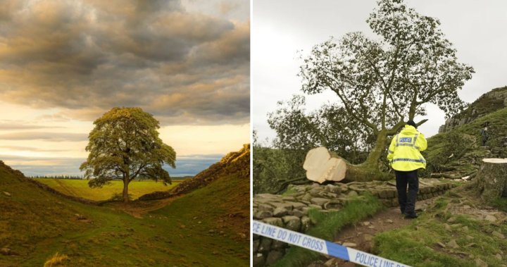 Famous ‘Sycamore Gap’ tree cut down in ‘act of vandalism,’ teen arrested